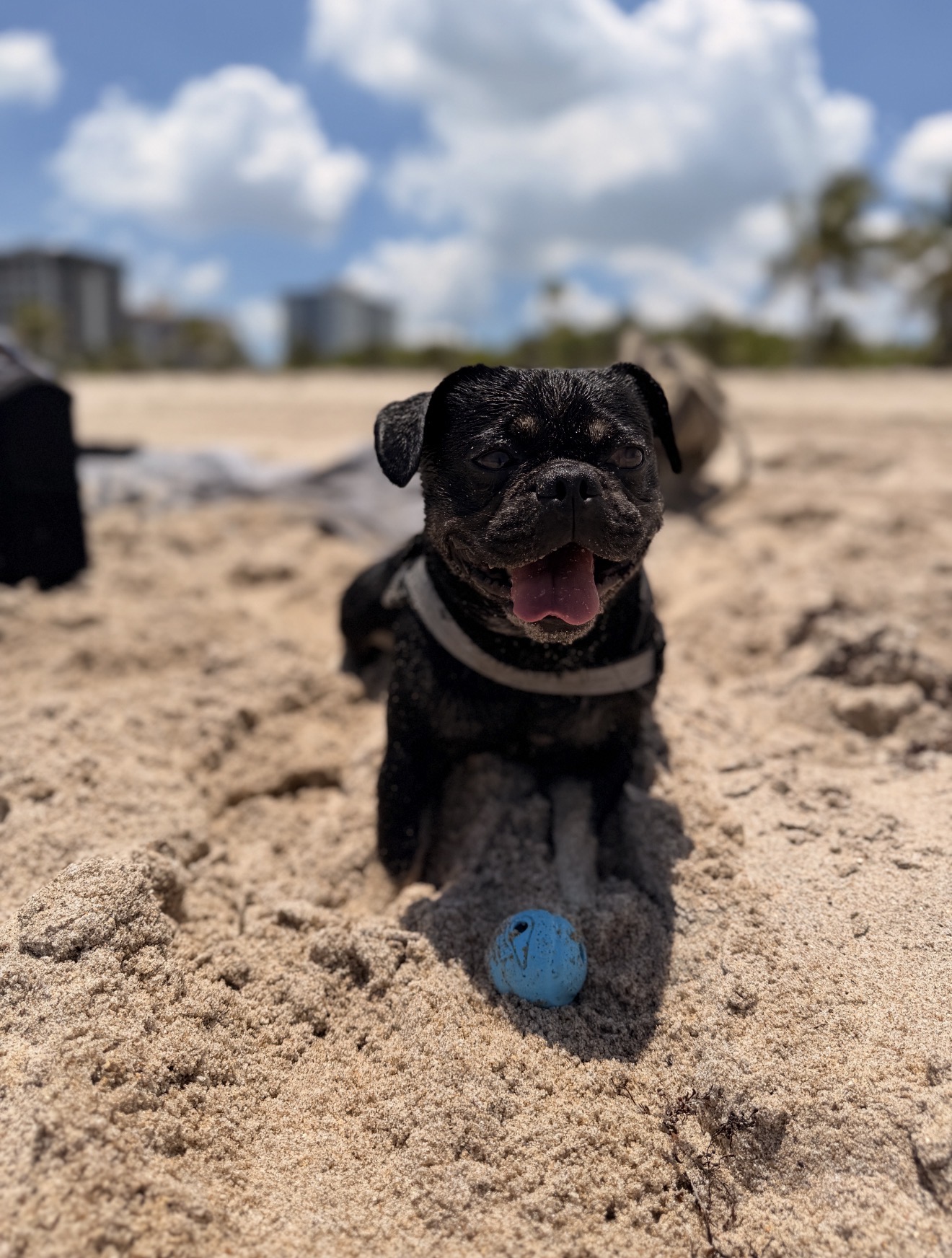 Onyx smiling on the beach with his blue ball