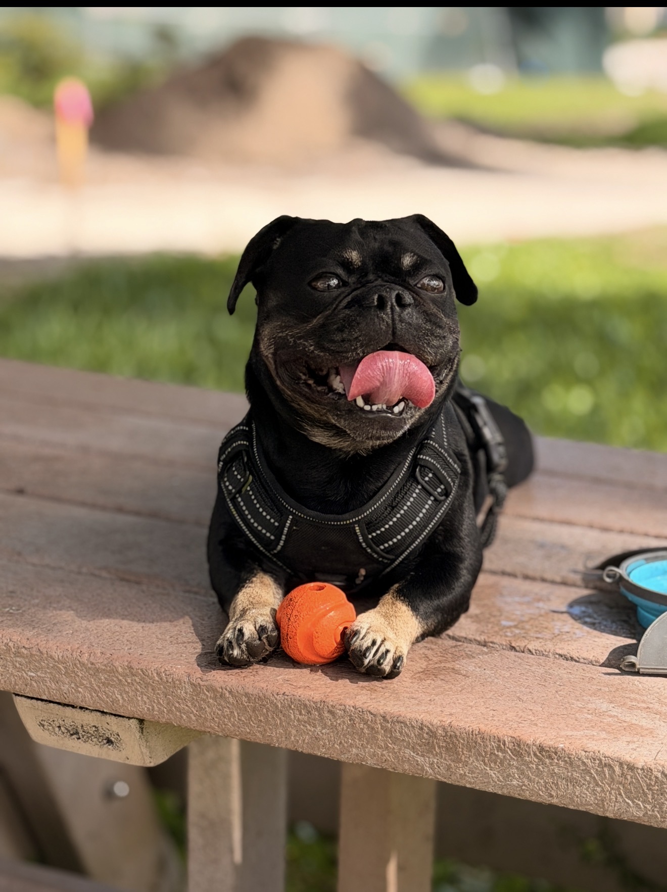 Onyx posing proudly with his orange ball on a park bench