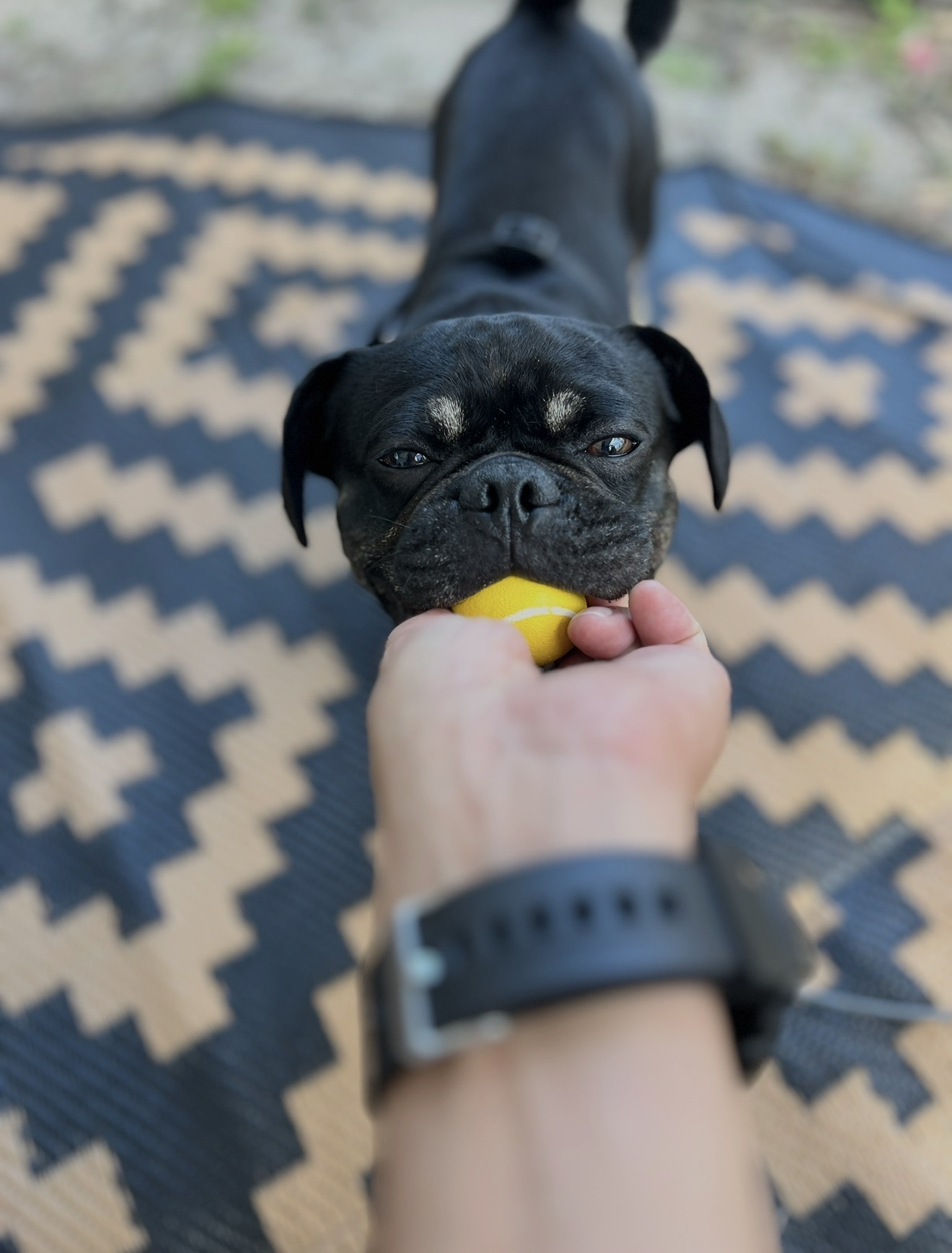Onyx testing a toy held in a hand