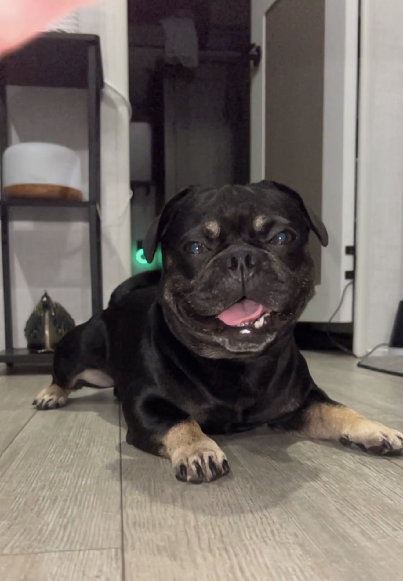 Onyx smiling on the floor
