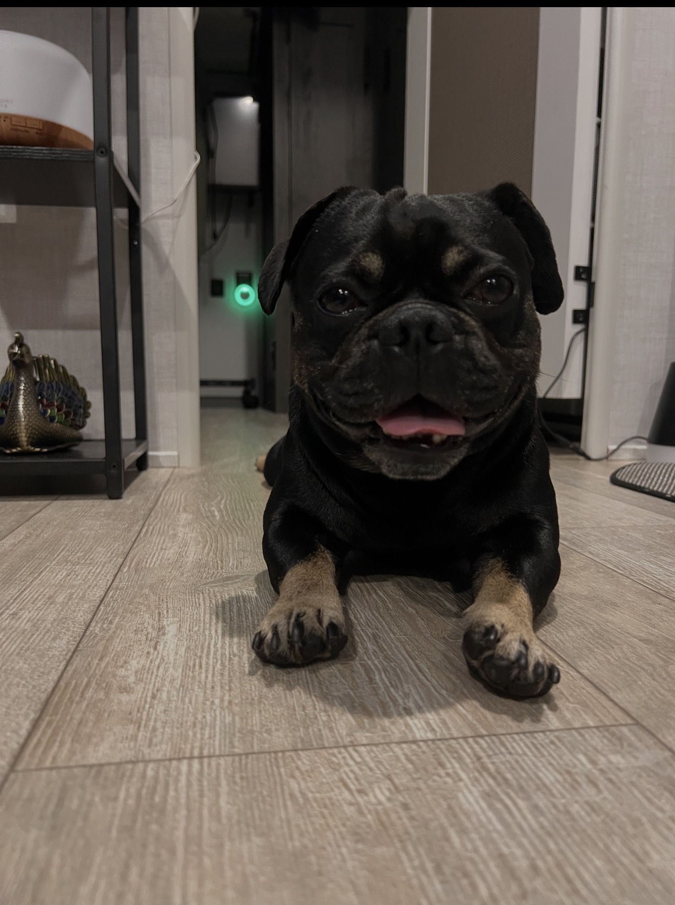 Onyx posing proudly indoors