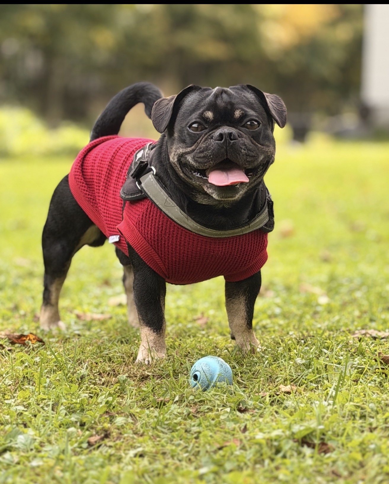 Onyx in a red sweater standing proudly with his blue ball