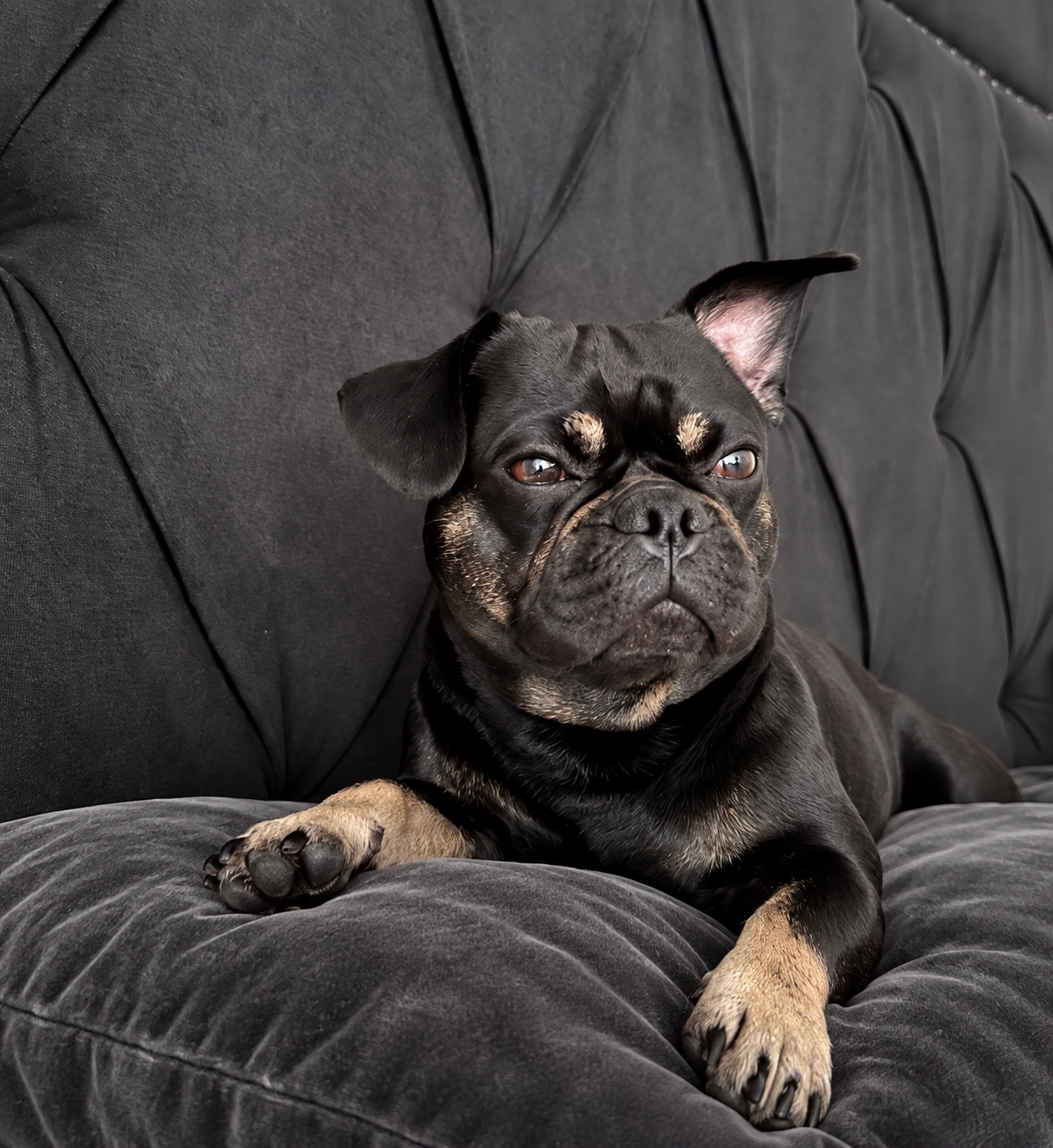 Onyx judging quietly from a charcoal velvet cushion
