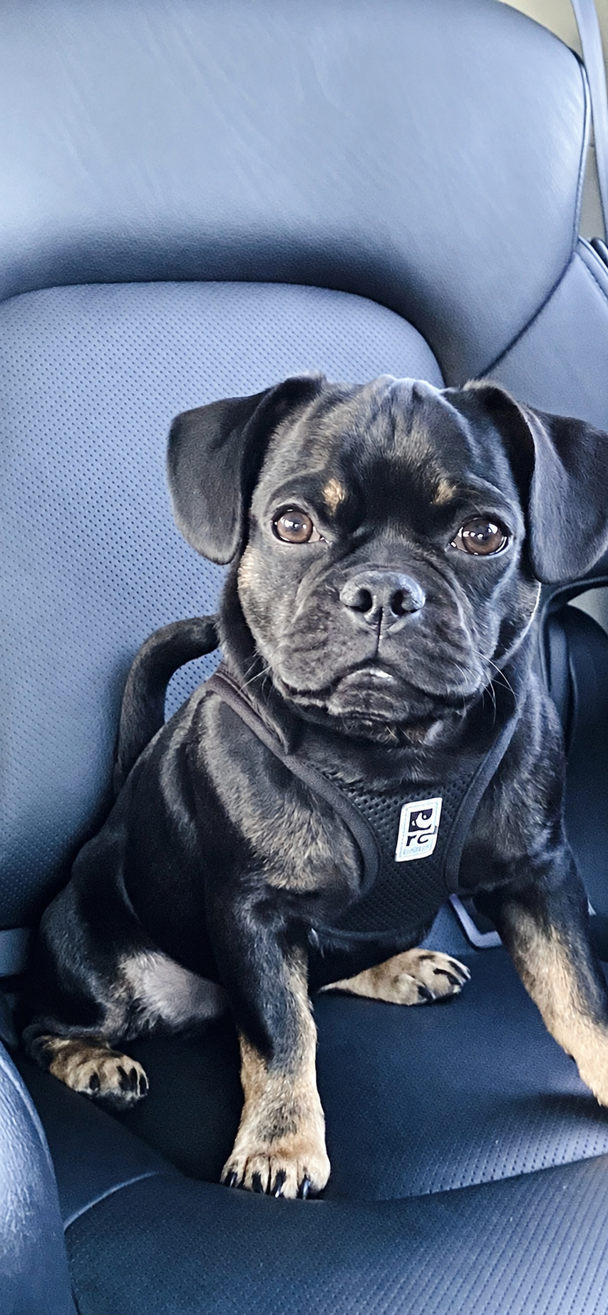Onyx sitting seriously in a car seat